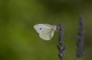 Farfalla-1